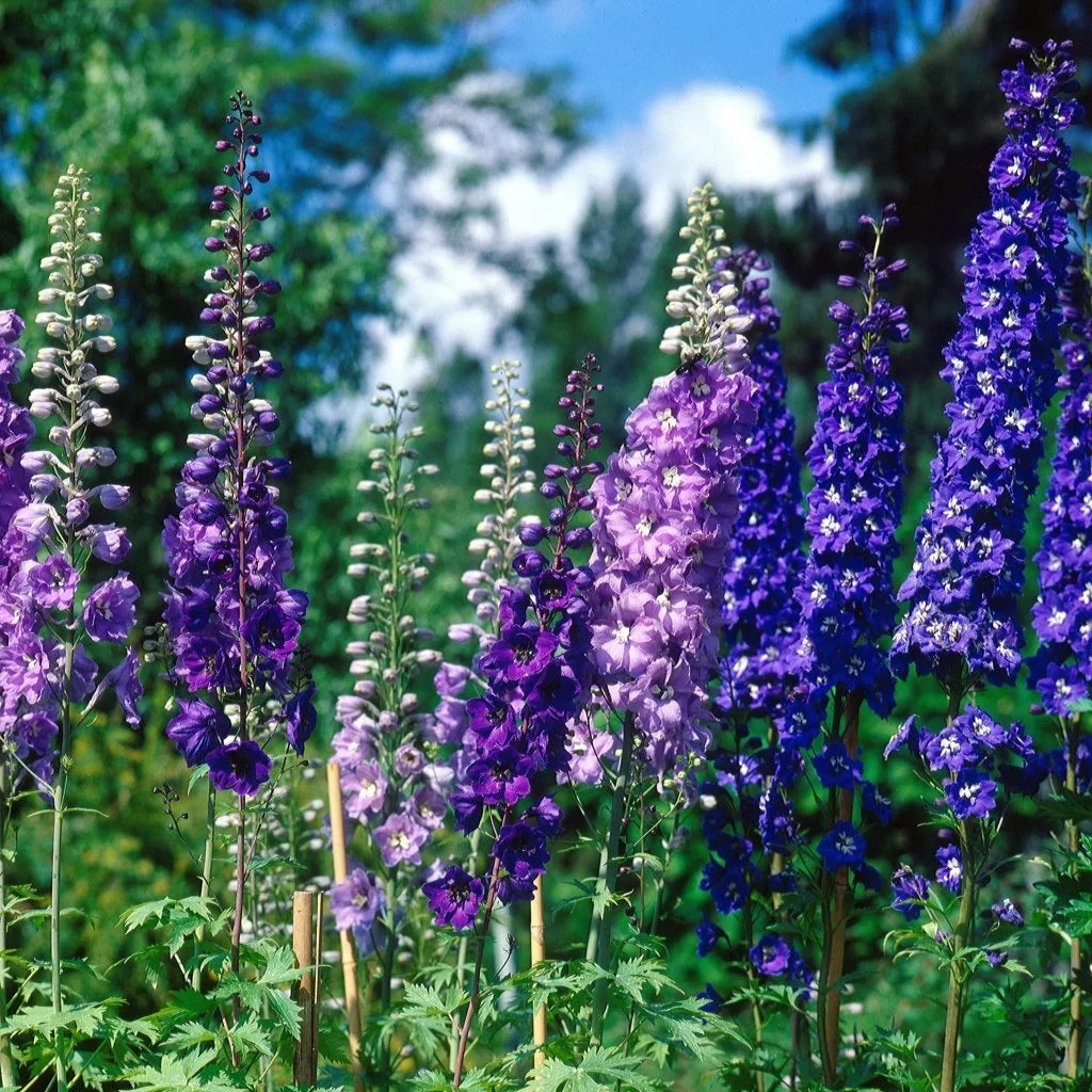 Delphinium Pacific Giant Magic Fountain, planta perena cu tija inalta, flori albastre-mov