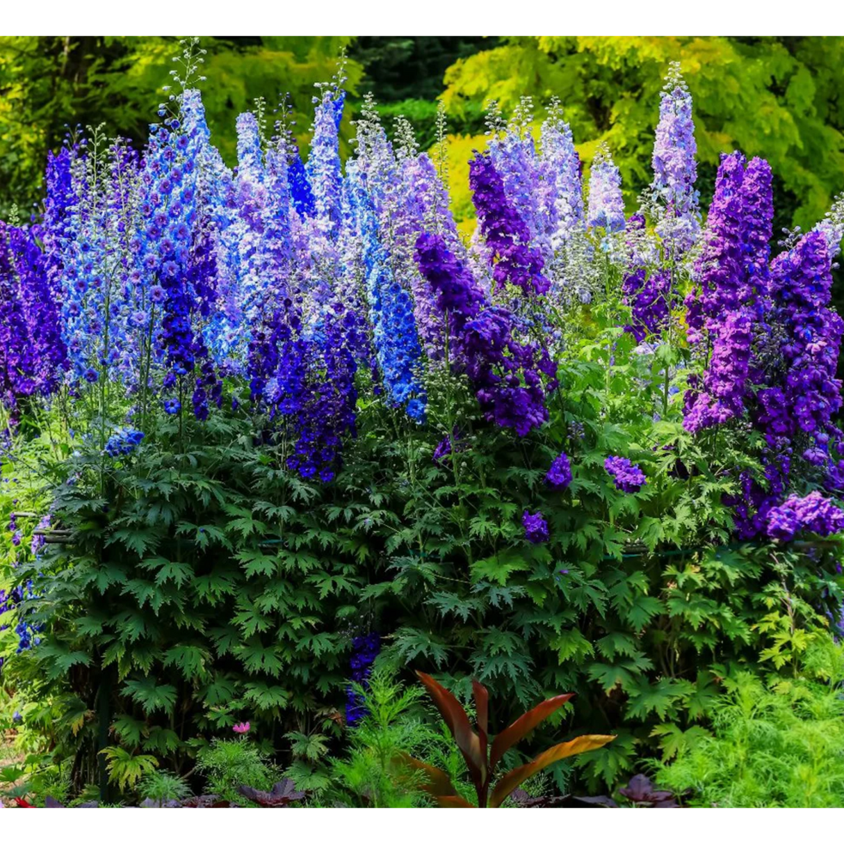 Delphinium Pacific Giant Magic Fountain, planta perena cu tija inalta, flori albastre-mov