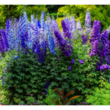 Delphinium Pacific Giant Magic Fountain, planta perena cu tija inalta, flori albastre-mov