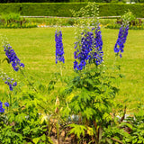 Delphinium Pacific Giant Magic Fountain, planta perena cu tija inalta, flori albastre-mov