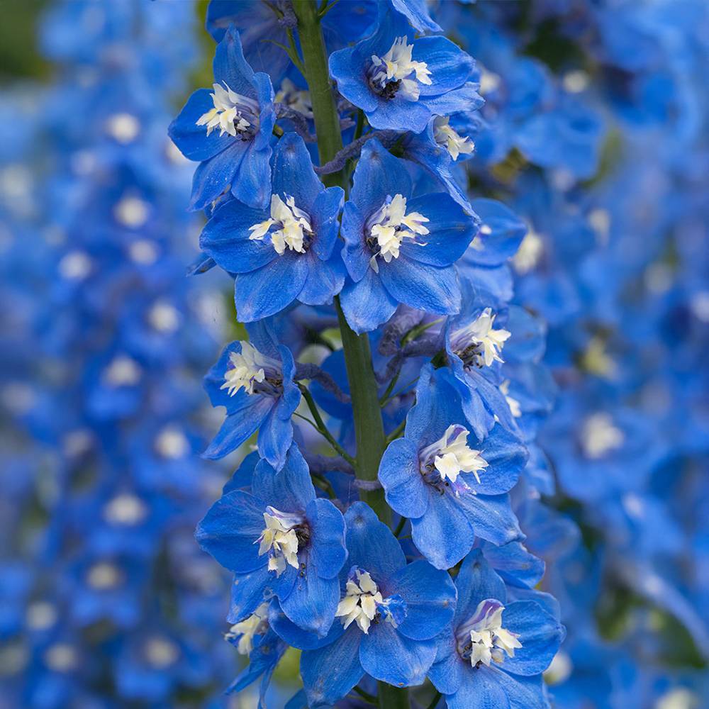 Nemtisor (Delphinium) Summer Skies, flori albastru deschis, planta perena inalta, rezistenta la ger