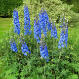 Nemtisor (Delphinium) Summer Skies, flori albastru deschis, planta perena inalta, rezistenta la ger