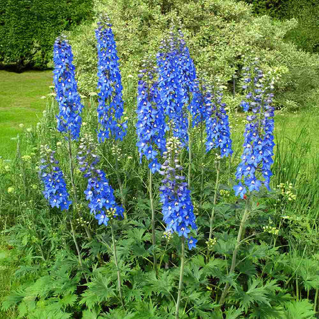 Nemtisor (Delphinium) Summer Skies, flori albastru deschis, planta perena inalta, rezistenta la ger