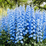Nemtisor (Delphinium) Summer Skies, flori albastru deschis, planta perena inalta, rezistenta la ger