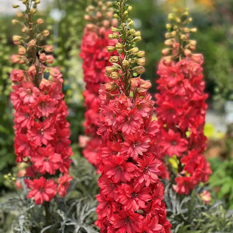 Nemtisor (Delphinium) Delgenius Red Lark, tije verticale cu flori duble rosu-coral, inflorire abundenta, rezistenta sporita, compacta