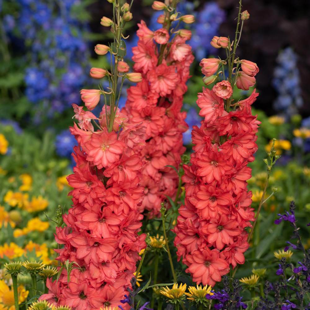 Nemtisor (Delphinium) Delgenius Red Lark, tije verticale cu flori duble rosu-coral, inflorire abundenta, rezistenta sporita, compacta