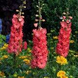 Nemtisor (Delphinium) Delgenius Red Lark, tije verticale cu flori duble rosu-coral, inflorire abundenta, rezistenta sporita, compacta