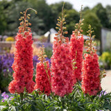 Nemtisor (Delphinium) Delgenius Red Lark, tije verticale cu flori duble rosu-coral, inflorire abundenta, rezistenta sporita, compacta