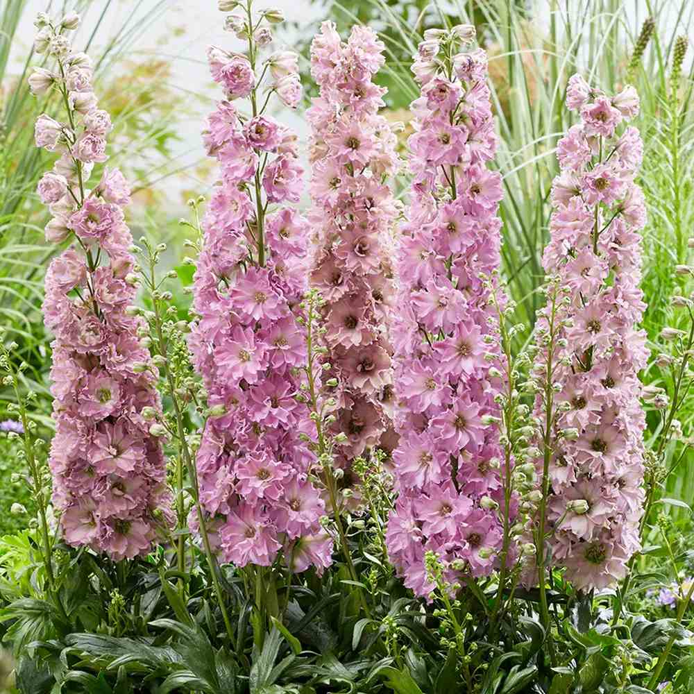 Nemtisor (Delphinium) Delgenius Chantay, tije verticale cu flori duble roz pastel, inflorire abundenta, rezistenta sporita, compacta