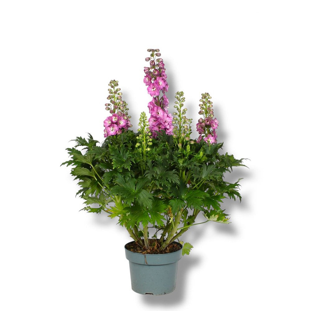 Nemtisor (Delphinium) Delgenius Chantay, tije verticale cu flori duble roz pastel, inflorire abundenta, rezistenta sporita, compacta
