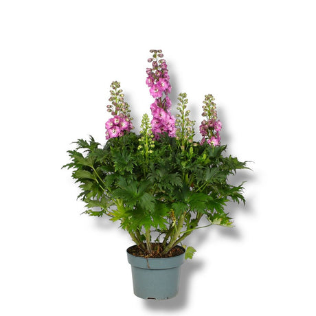 Nemtisor (Delphinium) Delgenius Chantay, tije verticale cu flori duble roz pastel, inflorire abundenta, rezistenta sporita, compacta