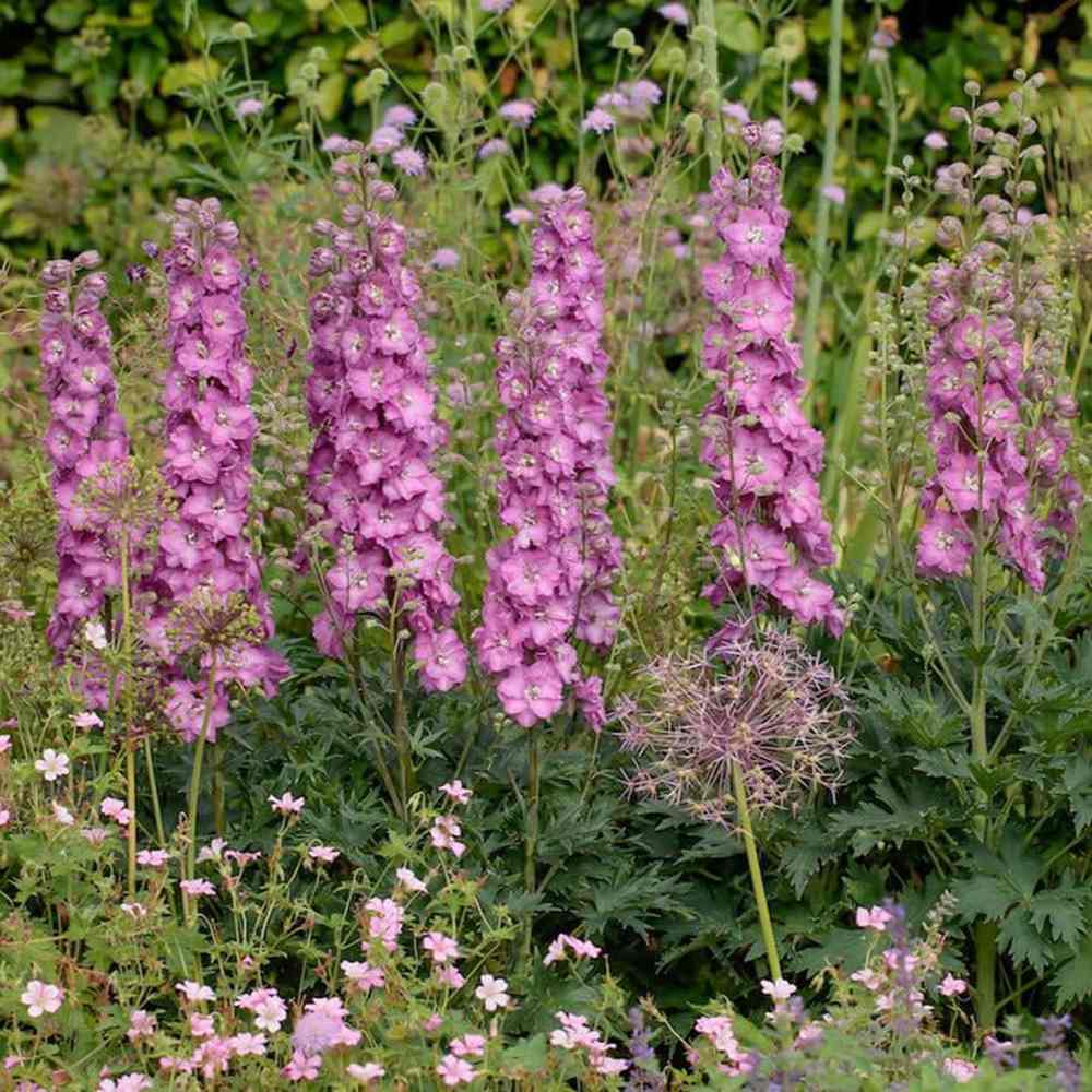 Nemtisor (Delphinium) Delgenius Chantay, tije verticale cu flori duble roz pastel, inflorire abundenta, rezistenta sporita, compacta