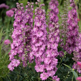 Nemtisor (Delphinium) Delgenius Chantay, tije verticale cu flori duble roz pastel, inflorire abundenta, rezistenta sporita, compacta