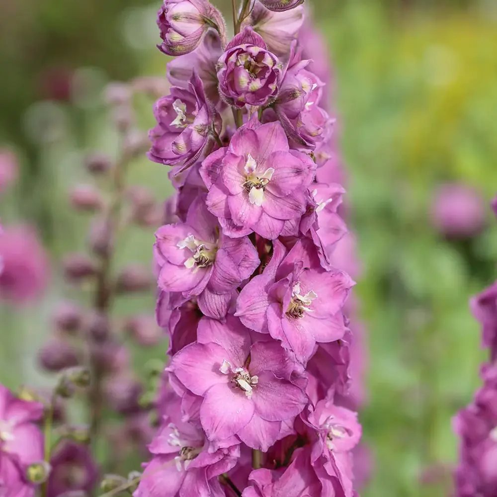 Nemtisor (Delphinium) Delgenius Chantay, tije verticale cu flori duble roz pastel, inflorire abundenta, rezistenta sporita, compacta