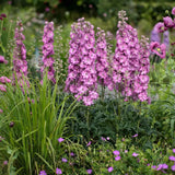 Nemtisor (Delphinium) Delgenius Chantay, tije verticale cu flori duble roz pastel, inflorire abundenta, rezistenta sporita, compacta