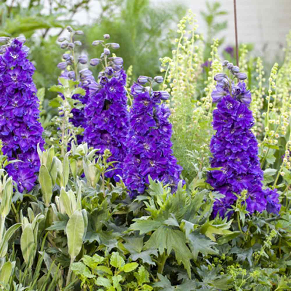 Nemtisor (Delphinium) Delgenius Kingsley, tije verticale cu flori duble violet-albastru, inflorire abundenta, rezistenta sporita, compacta
