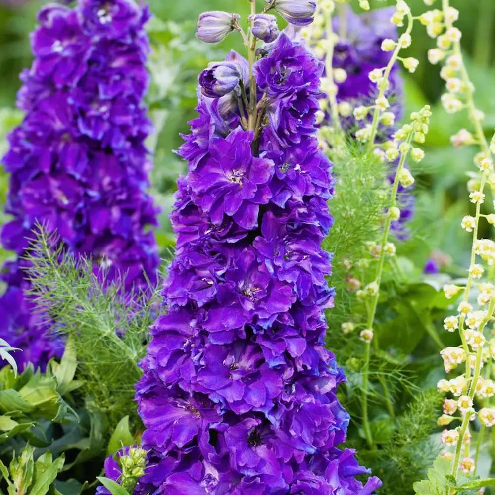 Nemtisor (Delphinium) Delgenius Kingsley, tije verticale cu flori duble violet-albastru, inflorire abundenta, rezistenta sporita, compacta