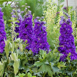 Nemtisor (Delphinium) Delgenius Kingsley, tije verticale cu flori duble violet-albastru, inflorire abundenta, rezistenta sporita, compacta