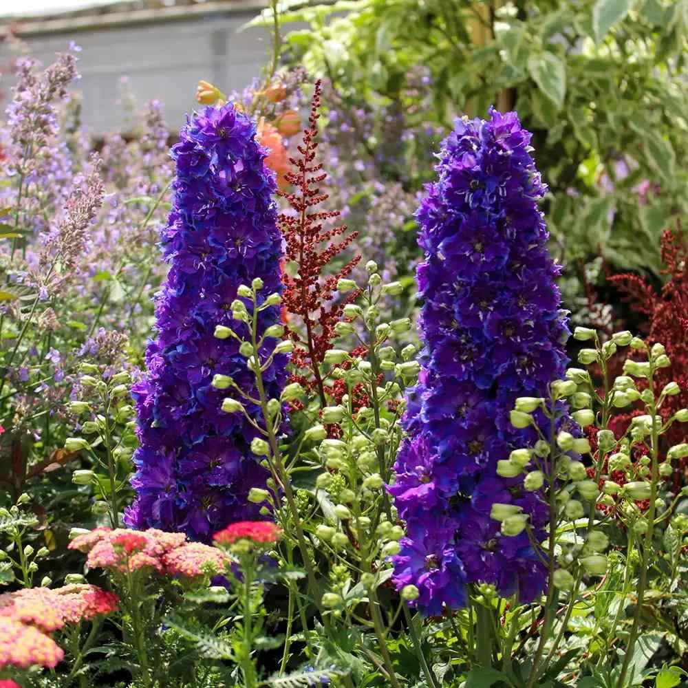 Nemtisor (Delphinium) Delgenius Kingsley, tije verticale cu flori duble violet-albastru, inflorire abundenta, rezistenta sporita, compacta