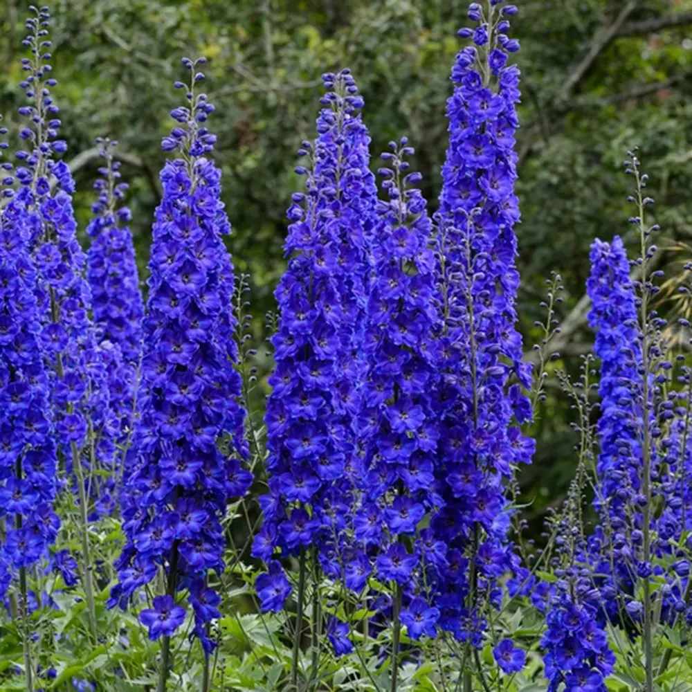 Nemtisor (Delphinium) Faust, planta perena cu flori albastru inchis pe tije inalte, decorativ pentru gradina insorita
