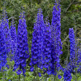 Nemtisor (Delphinium) Faust, planta perena cu flori albastru inchis pe tije inalte, decorativ pentru gradina insorita