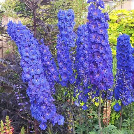 Nemtisor (Delphinium) Faust, planta perena cu flori albastru inchis pe tije inalte, decorativ pentru gradina insorita