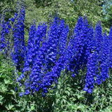 Nemtisor (Delphinium) Faust, planta perena cu flori albastru inchis pe tije inalte, decorativ pentru gradina insorita