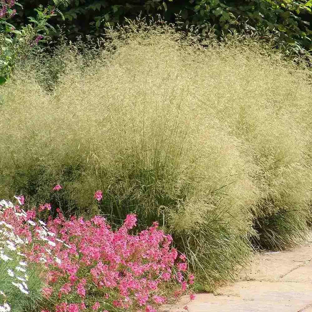 Tarsa Mare Deschampsia cespitosa Goldtau, cu spice aurii usoare