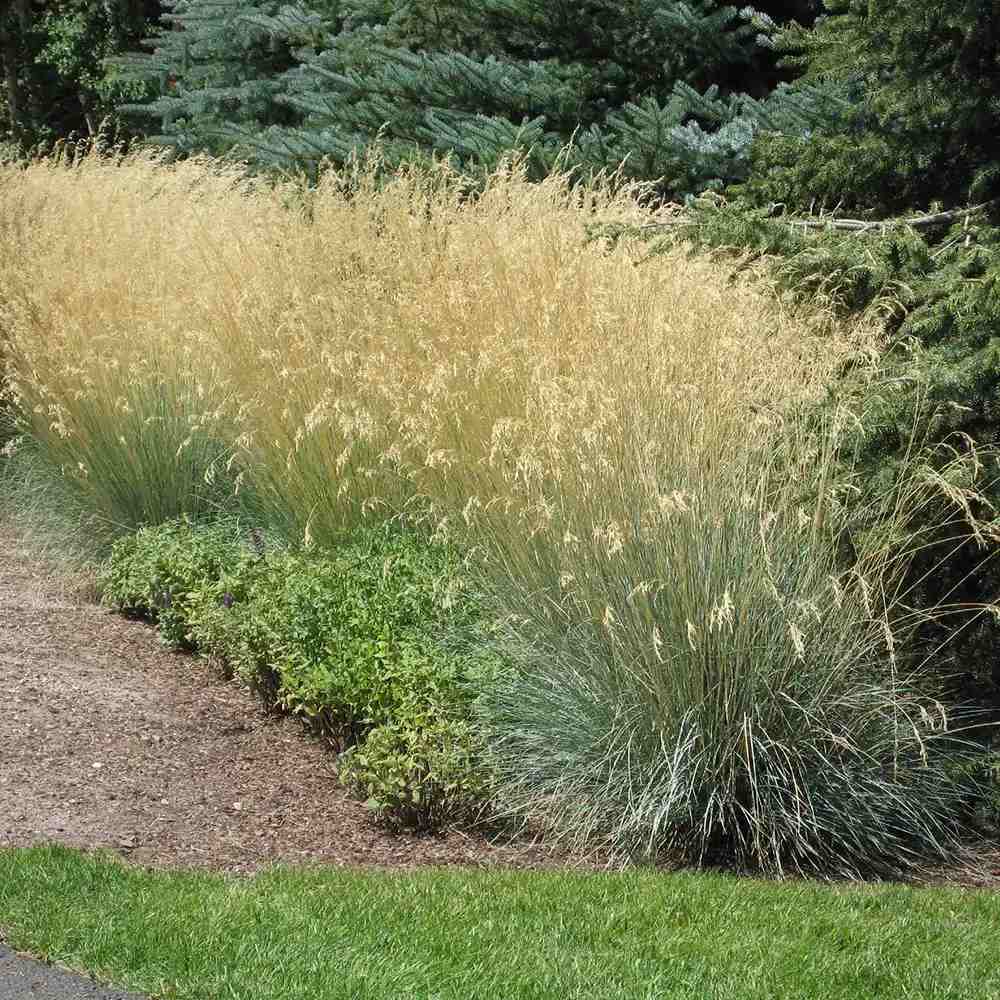 Tarsa Mare Deschampsia cespitosa Goldtau, cu spice aurii usoare