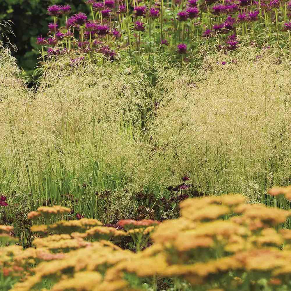 Tarsa Mare Deschampsia cespitosa Goldtau, cu spice aurii usoare