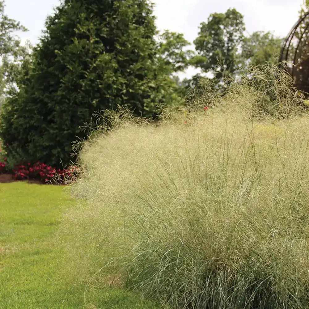 Tarsa Mare Deschampsia cespitosa Goldtau, cu spice aurii usoare