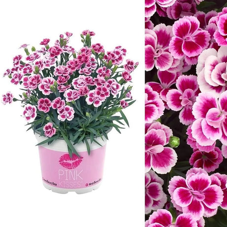 Garofita (Dianthus) Pink Kisses, cu flori bicolor si parfum seducator