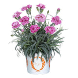 Garofita (Dianthus) Strawberry Eyes, perena cu flori bicolore roz-rosu parfumate intens