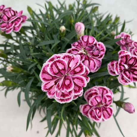 Garofita (Dianthus) Strawberry Eyes, perena cu flori bicolore roz-rosu parfumate intens