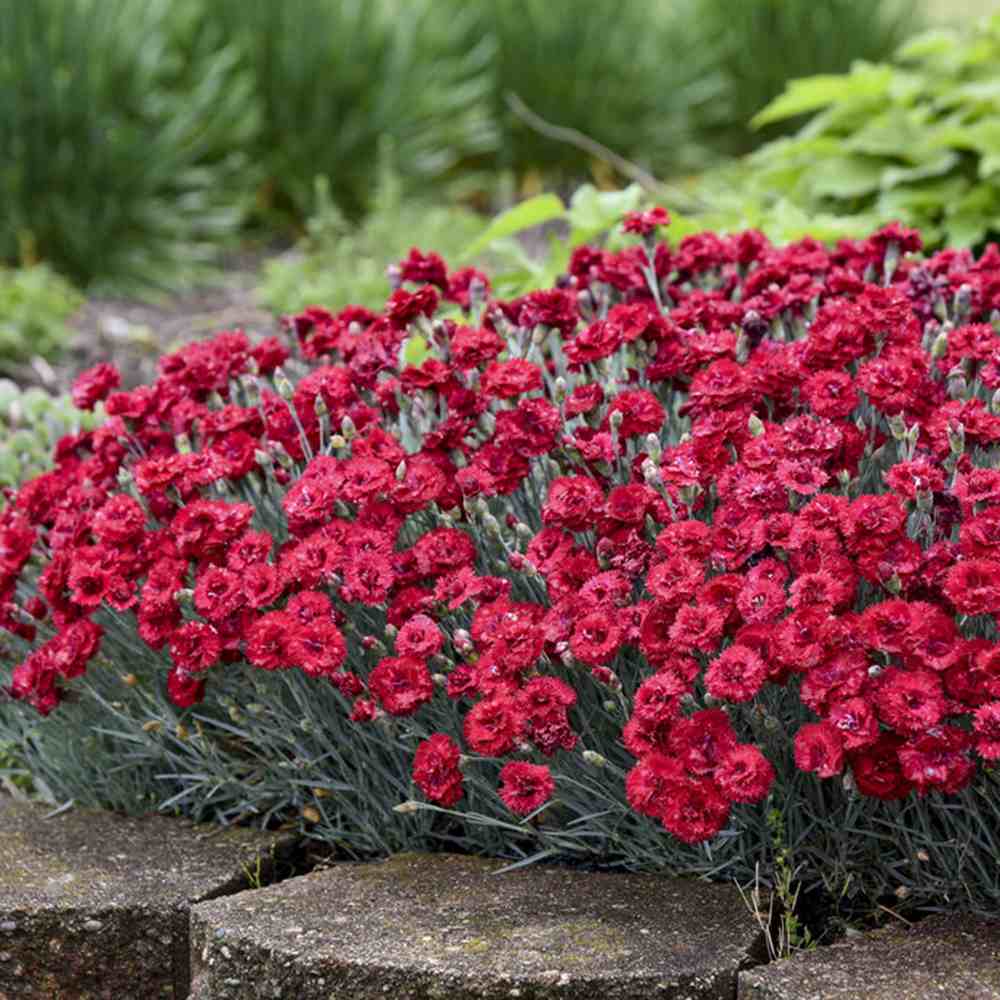 Garofita (Dianthus) Firestar, cu flori rosu, parfumata, inflorire continua vara-toamna