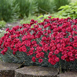 Garofita (Dianthus) Firestar, cu flori rosu, parfumata, inflorire continua vara-toamna