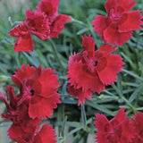 Garofita (Dianthus) Firestar, cu flori rosu, parfumata, inflorire continua vara-toamna