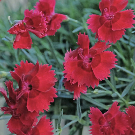 Garofita (Dianthus) Firestar, cu flori rosu, parfumata, inflorire continua vara-toamna