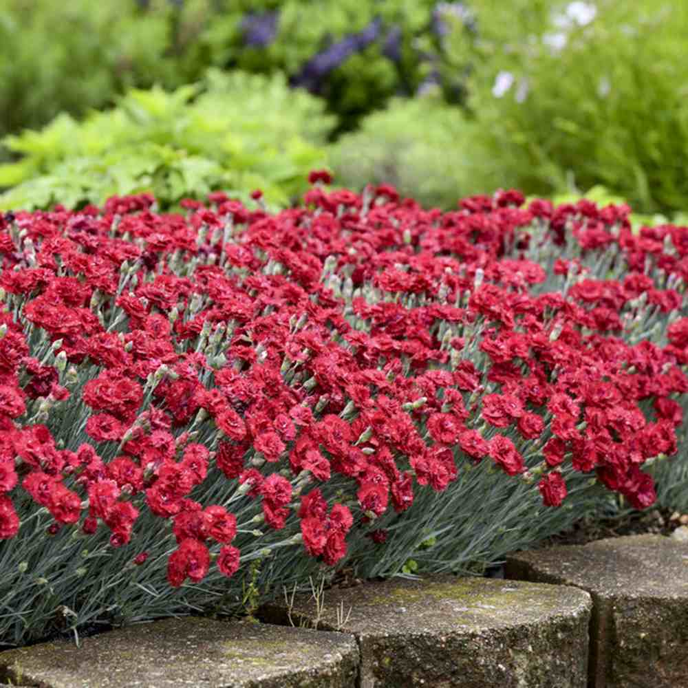 Garofita (Dianthus) Firestar, cu flori rosu, parfumata, inflorire continua vara-toamna