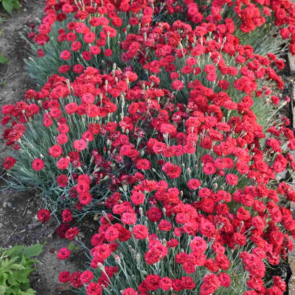 Garofita (Dianthus) Firestar, cu flori rosu, parfumata, inflorire continua vara-toamna