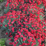 Garofita (Dianthus) Firestar, cu flori rosu, parfumata, inflorire continua vara-toamna