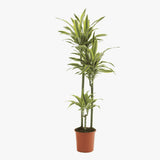 Trunchiul Fericirii (Dracena) Lemon Lime, 150 cm, 4 Tulpini, planta de apartament decorativa cu frunze verzi galbene
