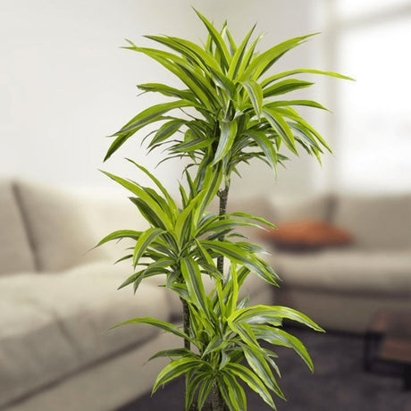 Trunchiul Fericirii (Dracena) Lemon Lime, 150 cm, 4 Tulpini, planta de apartament decorativa cu frunze verzi galbene