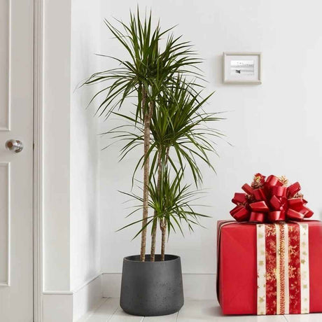 Trunchiul Fericirii (Dracena) Marginata, 110-120 cm, 3 Tulpini, planta decorativa cu frunze subtiri si tulpina inalta