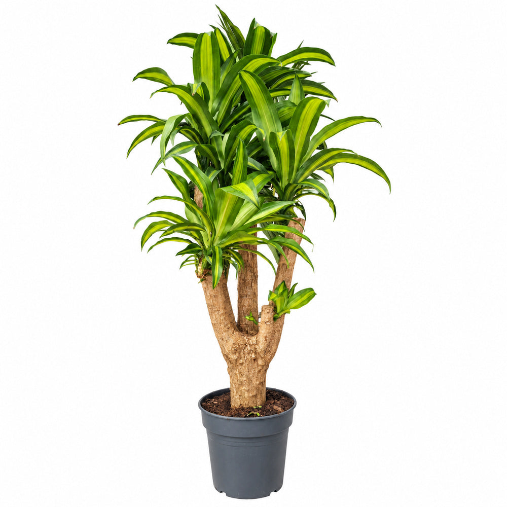 Trunchiul Fericirii (Dracena) Massangeana, 170 cm, tulpini multiple, planta tropicala spectaculoasa, unicat