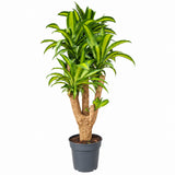Trunchiul Fericirii (Dracena) Massangeana, 170 cm, tulpini multiple, planta tropicala spectaculoasa, unicat