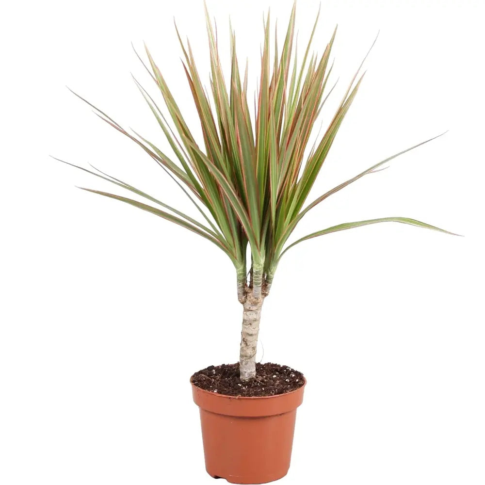 Trunchiul Fericirii (Dracena) Bicolor, 45 cm, planta de interior cu frunze verzi si margini roz