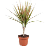 Trunchiul Fericirii (Dracena) Bicolor, 45 cm, planta de interior cu frunze verzi si margini roz