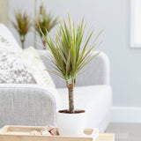 Trunchiul Fericirii (Dracena) Bicolor, 45 cm, planta de interior cu frunze verzi si margini roz