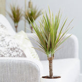 Trunchiul Fericirii (Dracena) Bicolor, 45 cm, planta de interior cu frunze verzi si margini roz